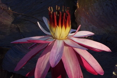 Nymphaea rubra