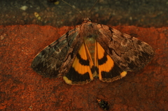 Catocala sordida