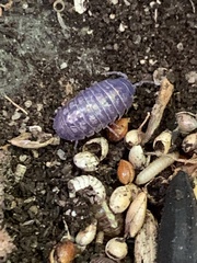 Invertebrate iridescent virus 31