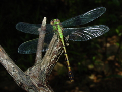 Ophiogomphus westfalli