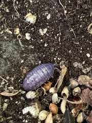 Invertebrate iridescent virus 31