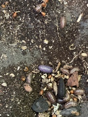 Invertebrate iridescent virus 31