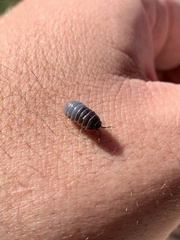 Invertebrate iridescent virus 31