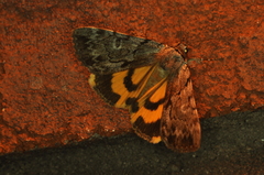 Catocala sordida