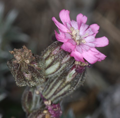 Silene scouleri scouleri