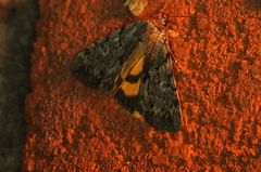 Catocala sordida