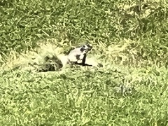 Marmota marmota