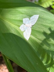 Leucodrepana serratilinea