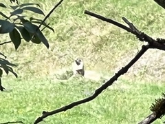 Marmota marmota