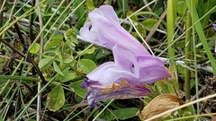 Penstemon ellipticus