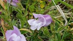 Penstemon ellipticus