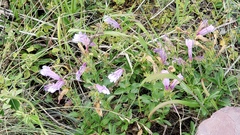 Penstemon ellipticus