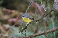 Eopsaltria australis australis