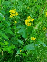 Rhamphospermum arvense