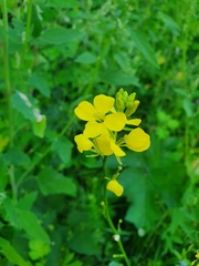 Rhamphospermum arvense