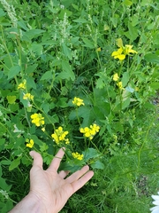 Rhamphospermum arvense