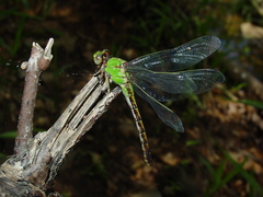 Ophiogomphus westfalli