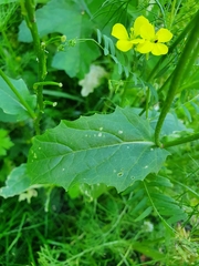 Rhamphospermum arvense