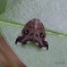 Pochazia guttifera - Photo (c) Wang.QG,  זכויות יוצרים חלקיות (CC BY), הועלה על ידי Wang.QG