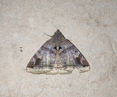 Celiptera levina