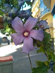 Hibiscus
