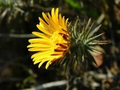 Oedera capensis