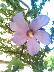 Hibiscus