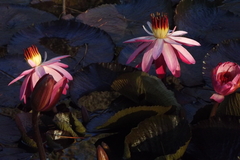 Nymphaea rubra