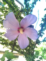 Hibiscus
