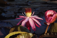 Nymphaea rubra