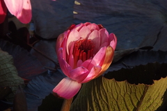 Nymphaea rubra