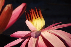 Nymphaea rubra