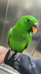 Eclectus