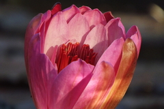 Nymphaea rubra