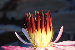Nymphaea rubra