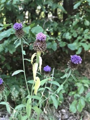 Centaurea nemoralis