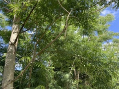 Albizia procera