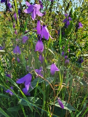 Campanula rapunculoides