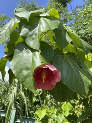 Thespesia grandiflora
