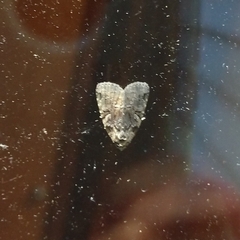 Pseudeustrotia indeterminata