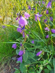 Campanula rapunculoides
