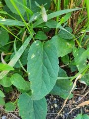 Campanula rapunculoides