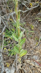 Lactuca virosa