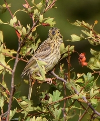 Emberiza cirlus