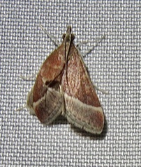 Pyrausta corinthalis