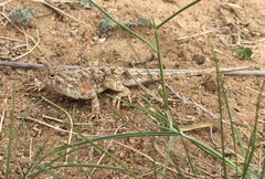 Phrynocephalus versicolor