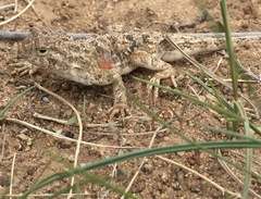 Phrynocephalus versicolor