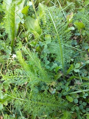 Achillea millefolium