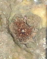 Anthopleura biscayensis