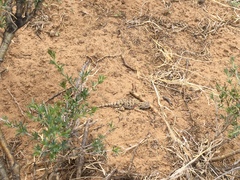 Phrynocephalus versicolor